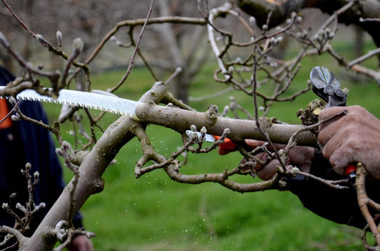 Cómo podar los frutales con un serrucho de poda