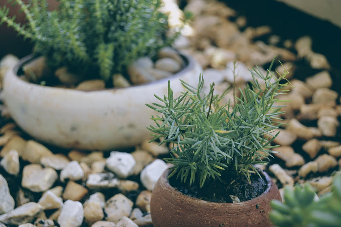 Jardinería resiliente: guía práctica para crear un jardín eficiente ante la sequía