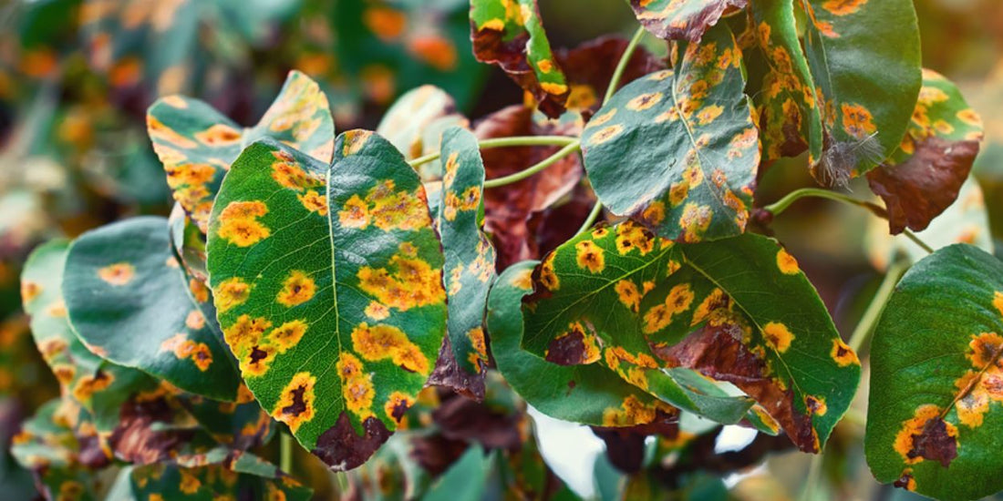 Lluvias intensas: cómo proteger tus plantas de enfermedades fúngicas