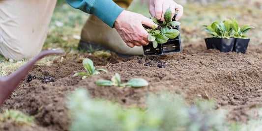 Tips para tener un huerto ecológico