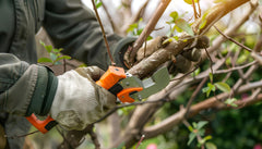 Poda de limpieza: deja tu jardín listo para el frío