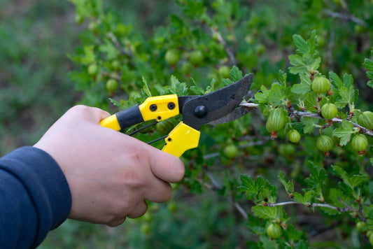 Qué hacer si tus tijeras de podar eléctricas pierden potencia