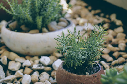 Jardinería resiliente: guía práctica para crear un jardín eficiente ante la sequía