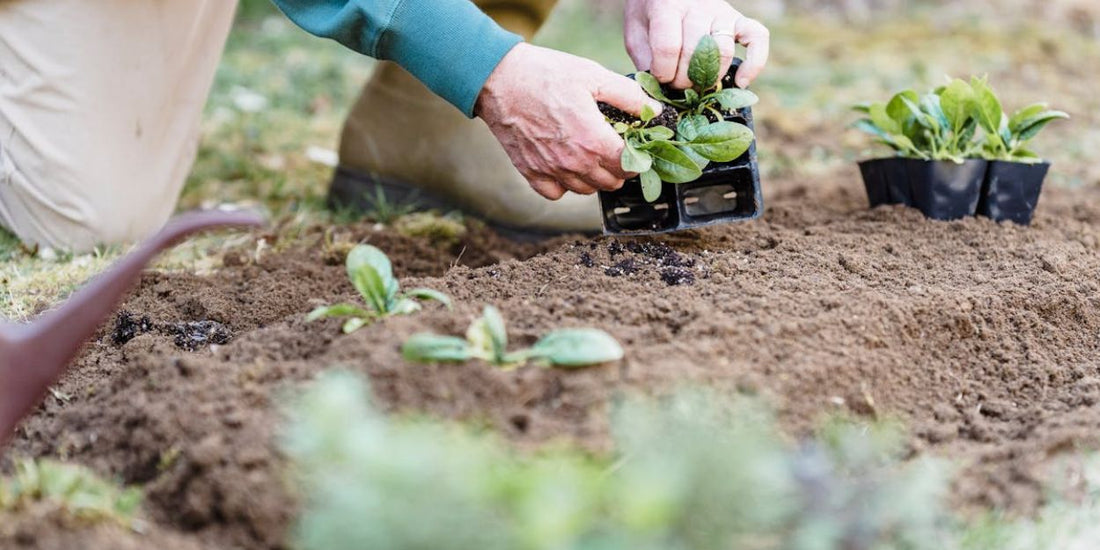 Tips para tener un huerto ecológico