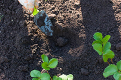 Estrategias  para ahorrar agua en el jardín sin sacrificar salud vegetal